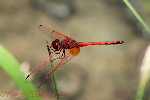 Red-veined Dropwing Dragonfly