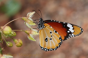 African Monarch Butterfly