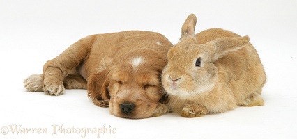 Sleepy Golden Cocker Spaniel puppy and rabbit