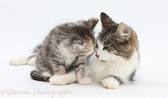 Mother cat and kitten, 7 weeks old