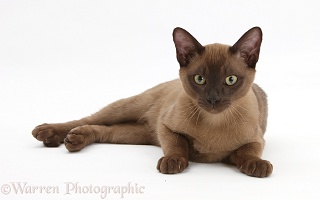 Young Burmese cat