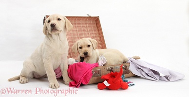 Yellow Labrador pups going on holiday
