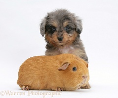 Sheltie x Poodle pup with Guinea pig