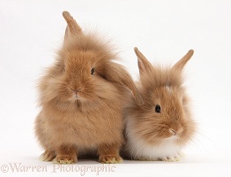 Two Sandy Lionhead rabbits