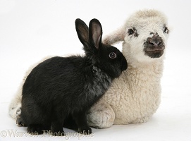 Lamb and black rabbit