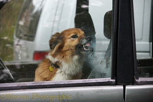 Border Collie snarling in a car