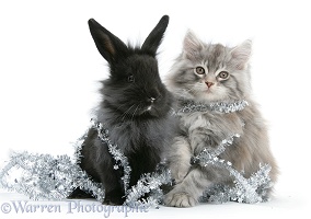 Maine Coon kitten and black rabbit with tinsel