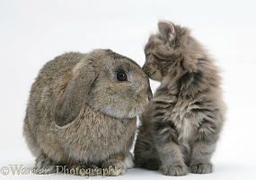 Maine Coon kitten, 7 weeks old, with agouti Lop rabbit