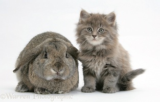 Maine Coon kitten, 7 weeks old, with agouti Lop rabbit