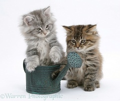 Maine Coon kittens playing with a small watering can