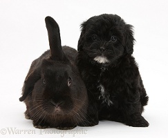 Black Pooshi (Poodle x Shih-Tzu) pup with black rabbit