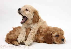 Sleepy golden Cockapoo pups