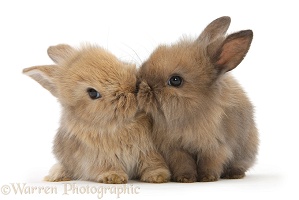 Two cute baby Lionhead-cross bunny rabbits kissing