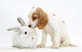 Orange roan Cocker Spaniel pup with white rabbit