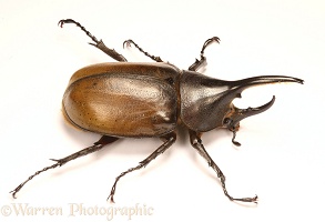 Rhinoceros beetle male