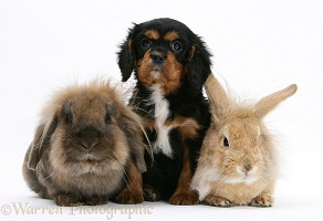 King Charles Spaniel pup and Lionhead rabbits