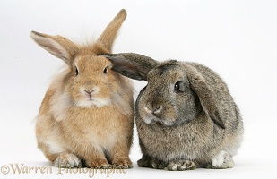 Sandy Lionhead rabbit and agouti Lop rabbit