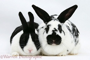 Black-and-white spotted and black Dutch rabbits