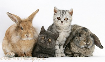 Two kittens and a rabbits