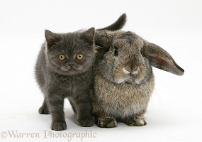 Grey kitten and agouti lop rabbit