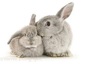 Mother and baby silver rabbits