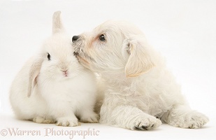 Woodle pup and white rabbit