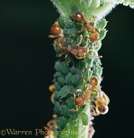 Red Ants collecting honeydew from Aphids