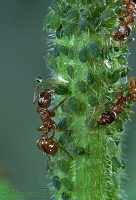 Red Ants collecting honeydew from Aphids
