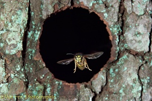 Common wasp worker flying out of nest hole