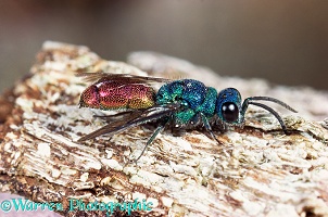 Ruby tailed wasp