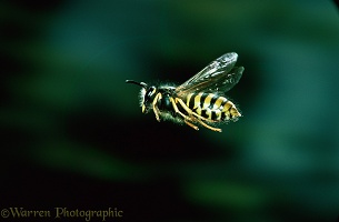 Tree wasp worker in flight