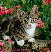 Tabby kitten in the garden