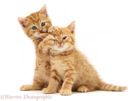 Ginger kittens