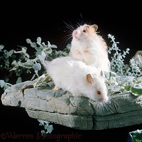 Hamsters on a rock