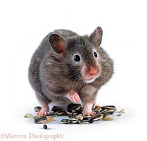 Black Syrian Hamster, pouches full of seeds