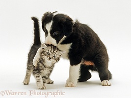 Border Collie pup with paw over silver tabby kitten