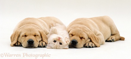 Cream kitten and Yellow Labrador Retriever pups asleep
