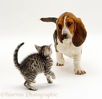 Basset puppy meeting silver tabby kitten
