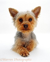 Yorkshire Terrier puppy lying down with head up