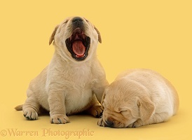 Two sleepy Yellow Labrador Retriever pups
