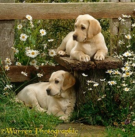 Cute Labrador puppies on a stile