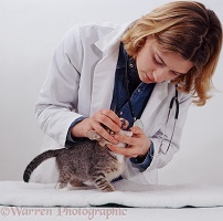 Vet examining Siamese-cross kitten