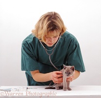 Vet examining Blue Burmese kitten
