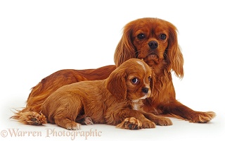 Ruby Cavalier King Charles Spaniel mother and puppy