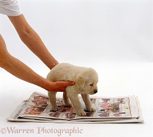 Retriever puppy being placed on newspaper