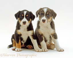 Two tricolour Border Collie puppies sitting together