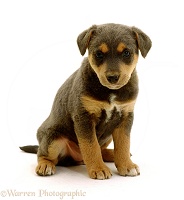 Lakeland Terrier x Border Collie puppy, 6 weeks old