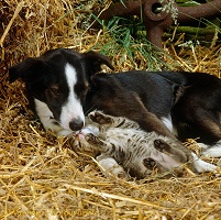 Tabby farm kitten playing with young Border Collie