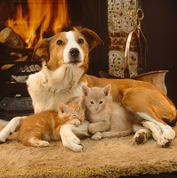 Dog and kittens by the fire