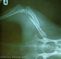 X-ray showing fractured femur of Border Collie